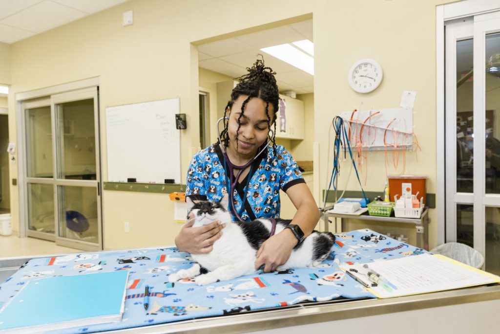 A vet tech student listens to a cat's heart with a stethoscope.